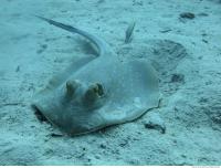 red sea bluespotted ribbontail ray Taeniura lymma 5